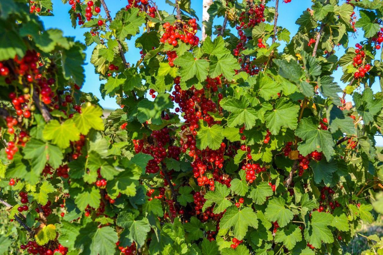 Antiche Vie B&B Serramazzoni Kültér fotó